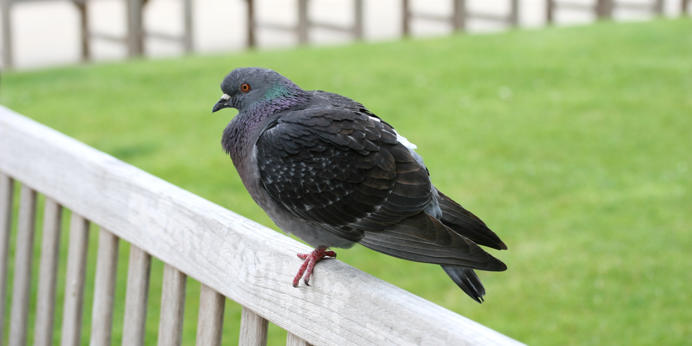 Pigeon biset